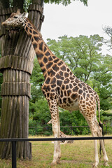Obraz premium majestic tall giraffe stands near a tree