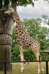 Obraz premium majestic giraffe stands near a tree in a green enclosure