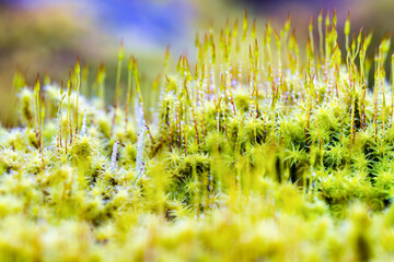 朝露に濡れる苔の草原 / Moss field wet with morning dew
