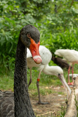 Obraz premium Portrait of a black swan with a red beak