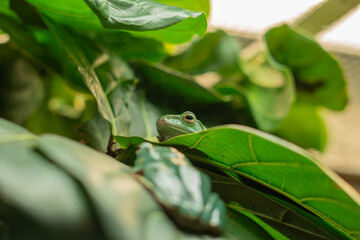 green frogs camouflaged on tropical leaves
