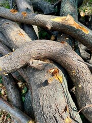 Fototapeta premium Chopped branches of fruit tree wooden bend of a branch 