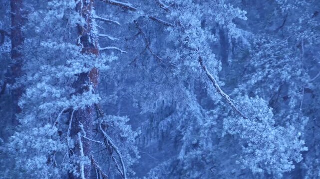 Icy pine forest landscape with heavy snow on branches and soft grey mist in the distance. Minimalistic winter scenery with serene and mysterious mood.
