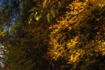 秋の日差しを浴びて輝く黄葉のモミジ / Yellow maple leaves shining in the autumn sunlight