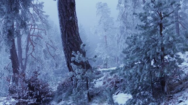 Snowy conifer forest in thick mist, delicate frost crystals covering branches. Dreamlike winter environment, peaceful wilderness and cold seasonal landscape.