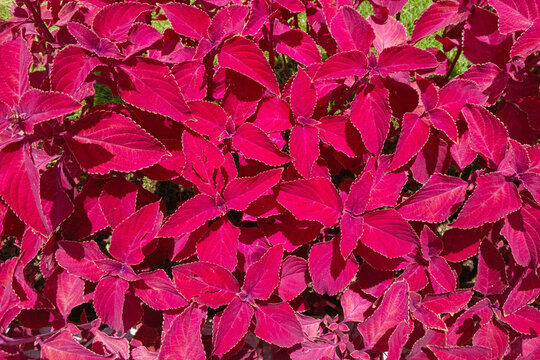 Close-up abstract pattern and texture of red Blood Leaf plant (Iresine herbstii) leaves. Vibrant foliage surface suitable for nature, botanical, and design background concepts