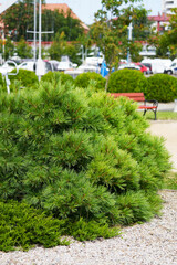 Fototapeta premium Black pine Lesiko growing in a city park.
