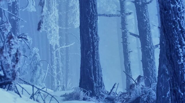 Snow-covered pine forest wrapped in thick winter fog, frozen branches shimmering in soft diffused light. Peaceful and mystical woodland landscape capturing the silence and purity of the nature. 