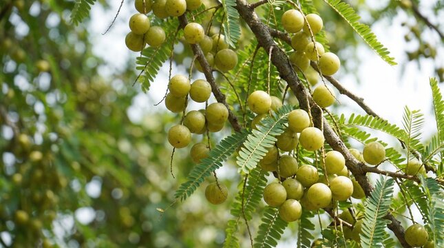 Fresh Indian Gooseberries (Amla) Growing on Tree with Green Leaves in Natural Garden