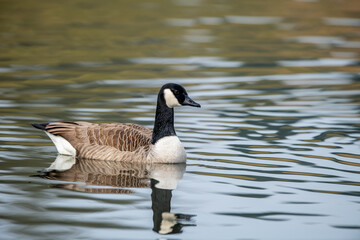 Germany - M&ouml;rlenbach - Stausee Pond; The Canadian Goose, Branta canadensis, is a species of animal native to North America belonging to the genus Branta.