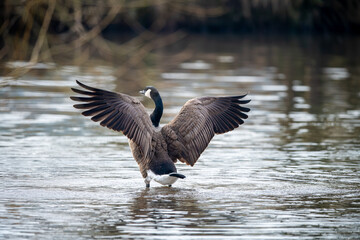 Fototapeta premium Germany - Mörlenbach - Stausee Pond; The Canadian Goose, Branta canadensis, is a species of animal native to North America belonging to the genus Branta.