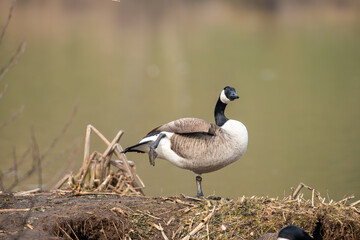 Obraz premium Germany - Mörlenbach - Stausee Pond; The Canadian Goose, Branta canadensis, is a species of animal native to North America belonging to the genus Branta.