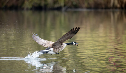 Fototapeta premium Germany - Mörlenbach - Stausee Pond; The Canadian Goose, Branta canadensis, is a species of animal native to North America belonging to the genus Branta.