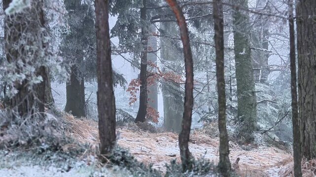 Winter forest in the snow. Calming relaxing forest scene during winter. Evergreen and deciduous trees decorated with frost.