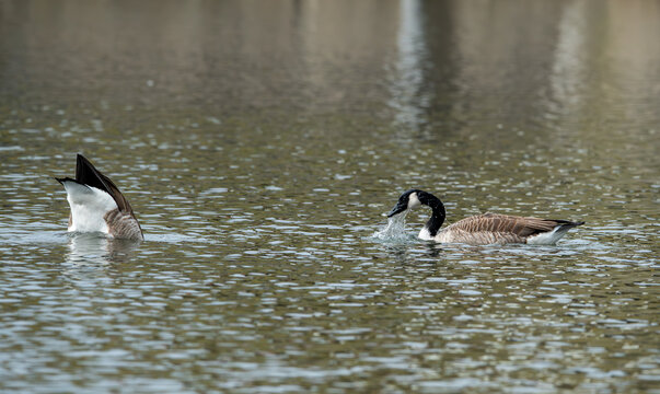 Germany - M&ouml;rlenbach - Stausee Pond; The Canadian Goose, Branta canadensis, is a species of animal native to North America belonging to the genus Branta.