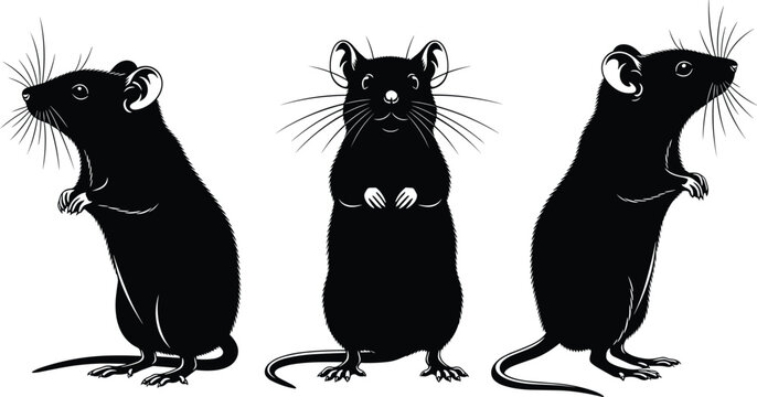 Silhouette of Three Black Rats or Mice Standing on Hind Legs in Profile and Front View Isolated on White Background