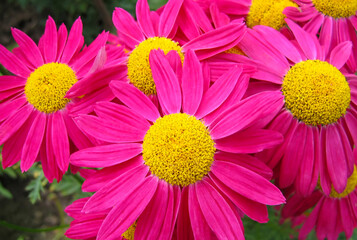 Beautiful crimson Pyrethrum flowers, close-up