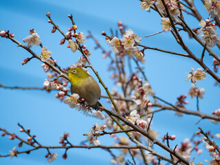 A Japanese white-eye bird actively moving through plum tree branches with budding and open white flowers under a blue sky.