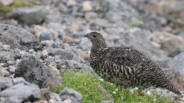 Rock ptarmigan (Lagopus muta japonica) in Japan