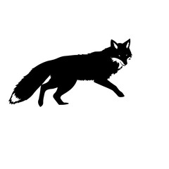 Naklejka premium Arctic Fox Walking Silhouette