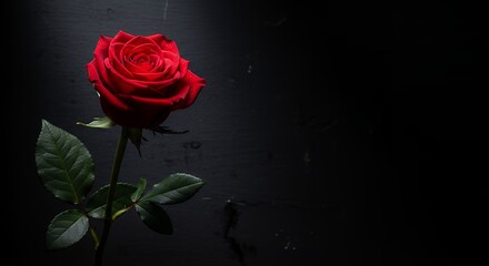 Red Rose with Dew Drops on Dark Background
