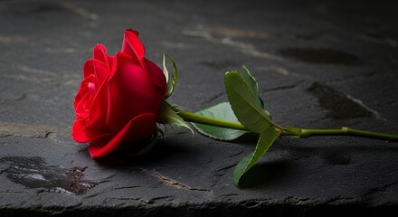 Red Rose with Green Leaves on Dark Slate Surface