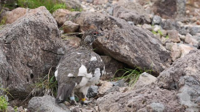 Rock ptarmigan (Lagopus muta japonica) in Japan