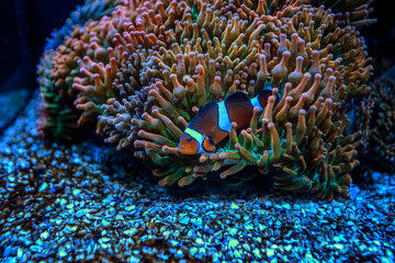 colorful coral reef © Драгомир Дончев