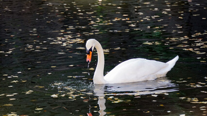 落ち葉が散らばる静かな水面をゆっくりと泳ぐ一羽の白鳥