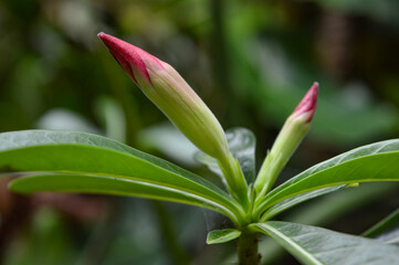 Macro close-up of a pink desert rose flower bud (Adenium obesum) starting to bloom with fresh green leaves on a blurred natural background.