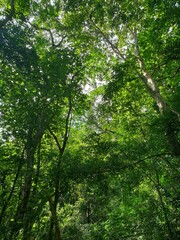 Mountain forests, Nature