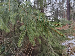 Winter Forest Spruce Branch with Snowy Ground and Blurred Trees