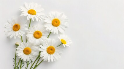 Fototapeta premium Beautiful white daisies with yellow centers on white background