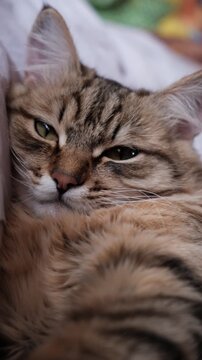 Portrait of well-fed tabby kitten, lounging. Soft morning light, enjoying sun beam. Relaxing  and ready to nap. Calmness, tranquil ambiance