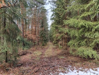 Winter Forest Path Through Pine and Spruce Trees
