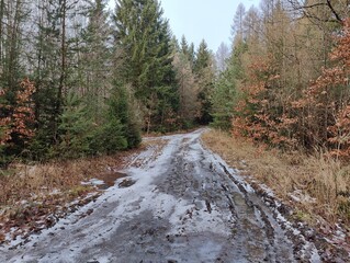 Winter Forest Dirt Road with Snow and Autumn Foliage