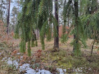 Winter Forest with Evergreen Branches and Snow