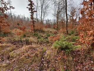 Autumn Forest Scene with Orange Foliage and Misty Trees