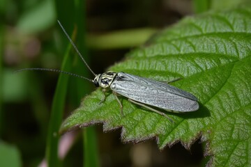 Firefly Perched on Leaf in Daylight Shade with Intricate Wing Patterns and Natural Surroundings