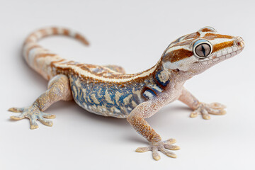 Obraz premium A macro portrait of a bearded dragon reptile pet with a spotted tail and brown eye, isolated on both a black and wooden background as a wild nature creature