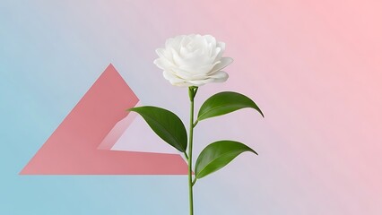 Fototapeta premium Single white rose with green leaves
