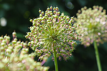 Allium balls in the garden, flowering onion, close-up