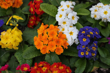 Primula mix colors. Primula (Primrose) mix coloured plants on the garden