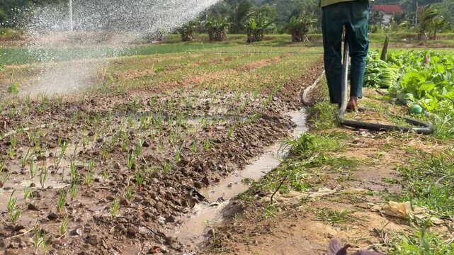 Close view of a farmers legs and flowing water irrigating young green onion plants with cultivated farmland visible in the background. Manual irrigation.