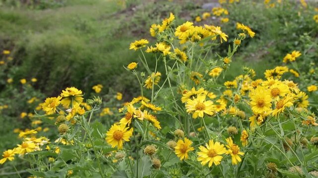 Adey Abeba (Bidens macroptera), the yellow daisies symbolic of the Ethiopian New Year blooming in a green field.