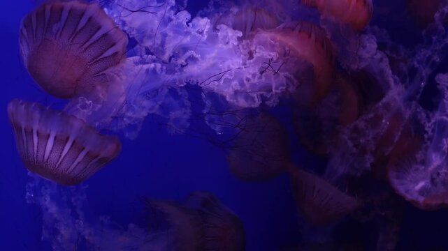 jellyfish in the cave