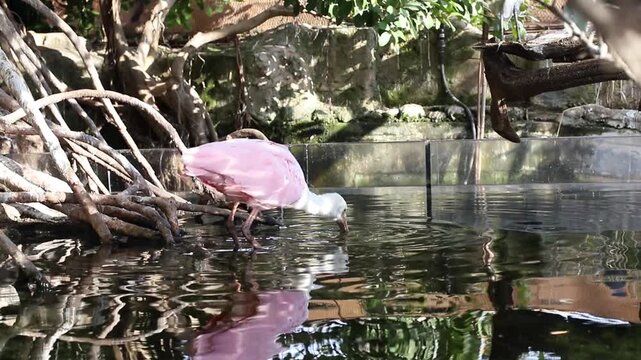 Roseate spoonbill near water. Flamingos
