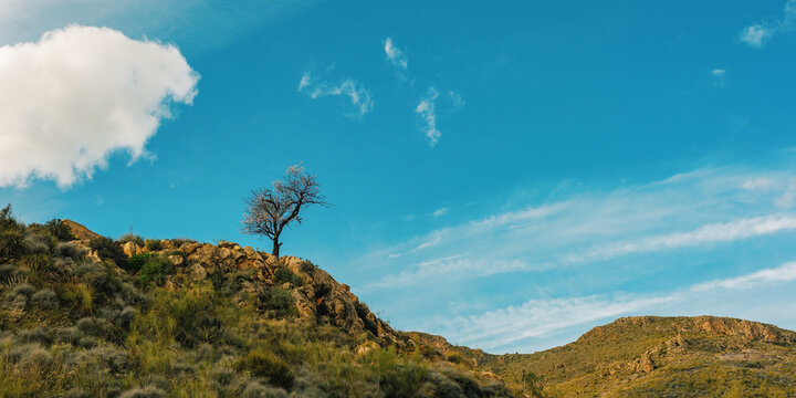 Blooming almond tree on a rocky slope in arid landscape under a blue sky with some clouds. Huebro, Almeria, Andalucia, Spain.