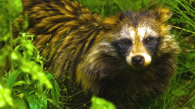 Close up of a male raccoon dog walking around the forest on a sunny autumn day