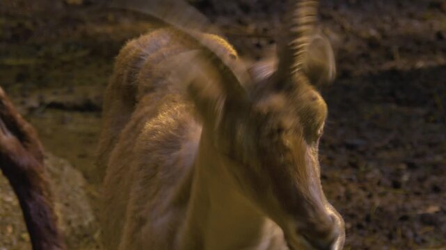 Close up of a female ibex standing in the forest on a sunny autumn day shaking his head moving his ears